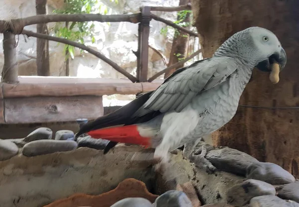 Fotografie Papouška Sedícího Skále Zoo Tam Pták Který Stojí Skále — Stock fotografie