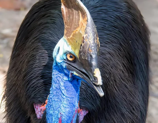 Fotografia Bliska Ptaka Bardzo Dużą Głową Jest Zbliżenie Ptaka Bardzo — Zdjęcie stockowe