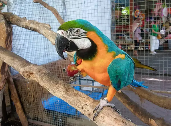 Fotografia Barwnej Papugi Siedzącej Gałęzi Jedzącej Owoc — Zdjęcie stockowe