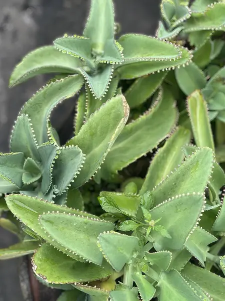 Eine Fotografie Einer Pflanze Mit Grünen Blättern Und Weißen Flecken — Stockfoto