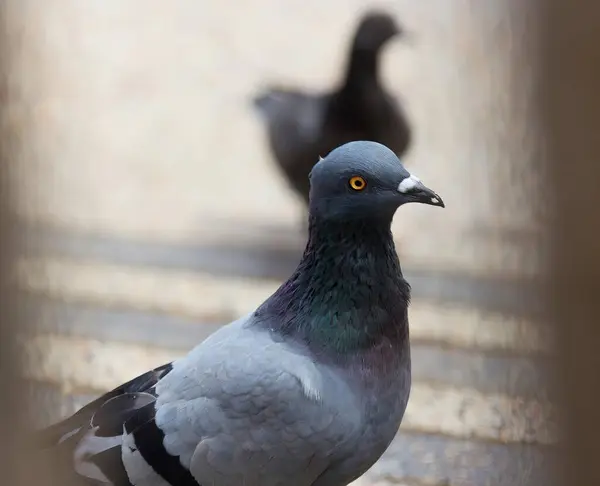 Una Fotografia Piccione Piedi Marciapiede Accanto Uccello Sono Due Piccioni — Foto Stock