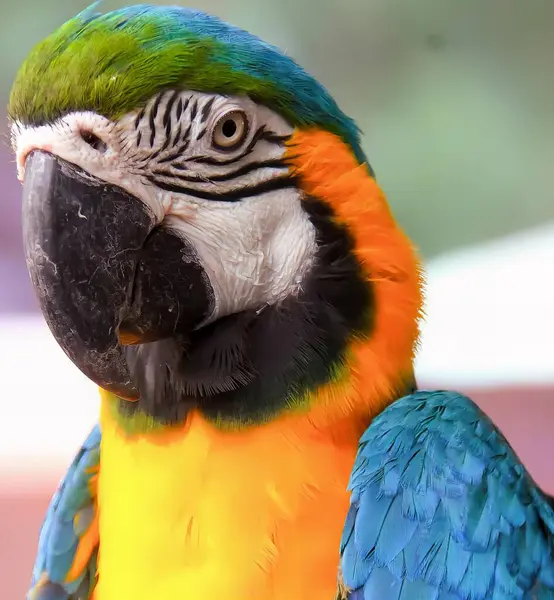 Fotografia Barwnej Papugi Niebiesko Żółtej Twarzy — Zdjęcie stockowe