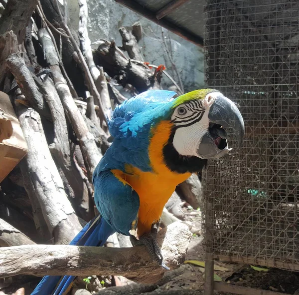 Фотографія Барвистого Папуги Сидить Гілці Клітці Барвистий Папуга Сидить Гілці — стокове фото