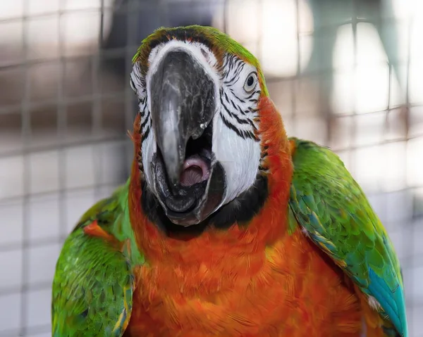Фотографія Барвистого Папуги Відкритим Ротом Язиком — стокове фото