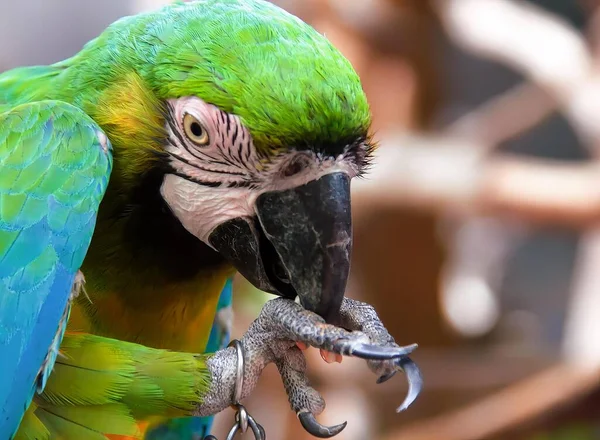 a photography of a parrot with a green and blue feathers, there is a parrot that is eating something in its beak.