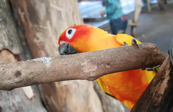 Fotografia Barwnego Ptaka Siedzącego Gałęzi Zoo Tam Jest Ptak Siedzący — Zdjęcie stockowe