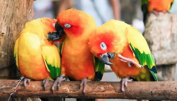 Una Fotografía Tres Pájaros Colores Sentados Una Rama Juntos —  Fotos de Stock