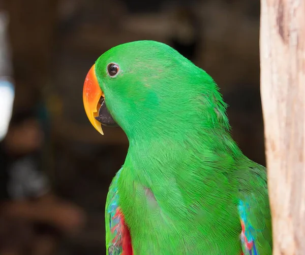a photography of a green parrot with a red beak and a yellow beak, there is a green parrot that is sitting on a tree branch.