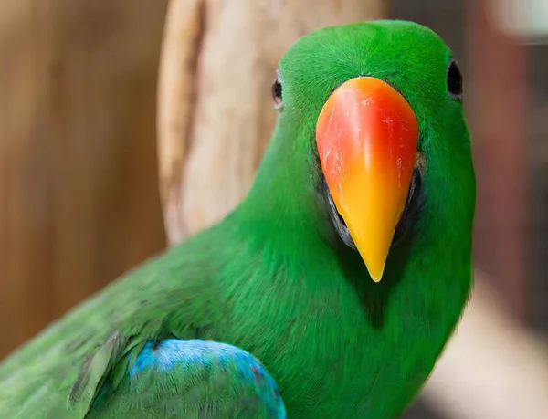 Fotografia Zielonej Papugi Jasnym Pomarańczowym Dziobem Tam Zielony Ptaszek Jasnym — Zdjęcie stockowe