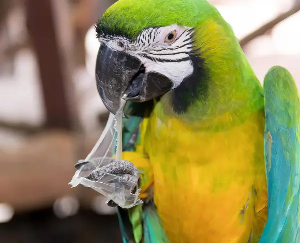 a photography of a parrot with a piece of plastic in its mouth, brightly colored parrot with a piece of plastic in its beak.