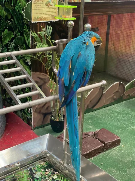 a photography of a parrot sitting on a metal bar in a zoo, there is a blue and yellow parrot sitting on a metal railing.