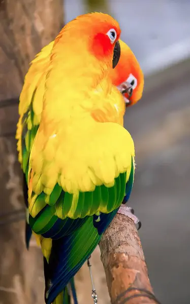 a photography of a colorful bird sitting on a branch, brightly colored bird perched on a branch with a blurred background.