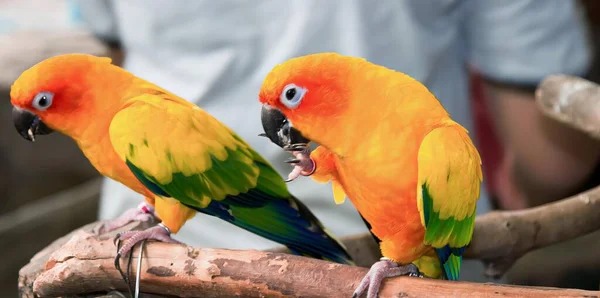 Fotografia Dwóch Kolorowych Ptaków Siedzących Gałęzi Osobą Tle — Zdjęcie stockowe
