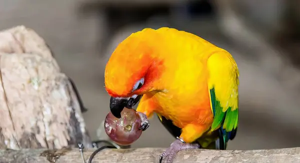 Una Fotografía Pájaro Colorido Comiendo Pedazo Comida Pájaro Colores Brillantes —  Fotos de Stock