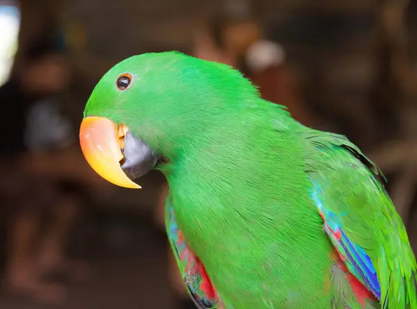 一只长着明亮的绿色头和红色嘴的鹦鹉的照片 还有一只长着红色嘴和黄色嘴的绿色鹦鹉 — 图库照片