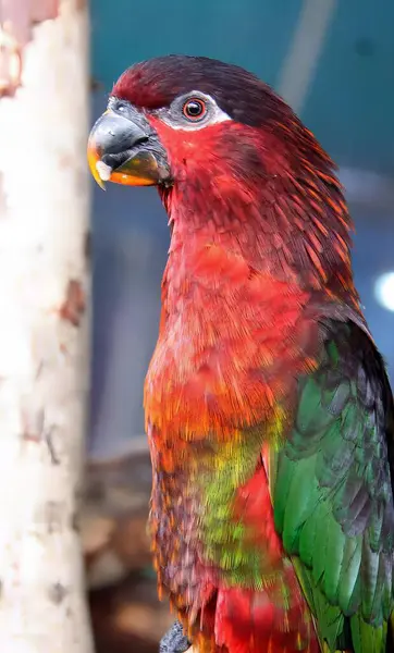 Uma Fotografia Pássaro Colorido Sentado Galho Uma Árvore Pássaro Brilhantemente — Fotografia de Stock