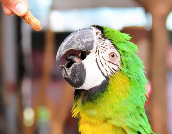 a photography of a parrot is being fed a peanut by a person, there is a parrot that is eating a piece of bread.