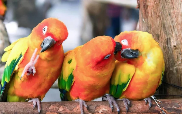 Ett Fotografi Tre Färgglada Fåglar Sittande Gren Tre Färgglada Fåglar — Stockfoto