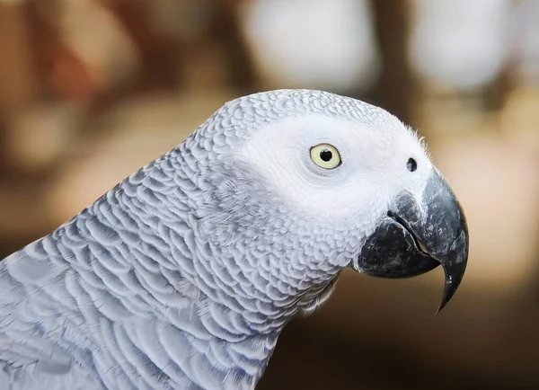 a photography of a parrot with a white head and a gray body, there is a large gray parrot with a white head and a black beak.