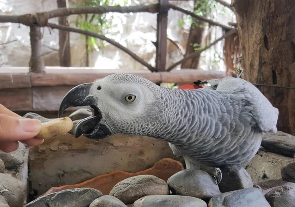 Eine Fotografie Eines Papageis Der Einem Menschen Ein Stück Brot — Stockfoto