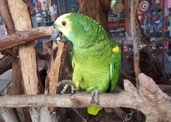 Фотографія Папуги Сидить Гілці Клітці Зелений Папуга Сидить Гілці Клітці — стокове фото