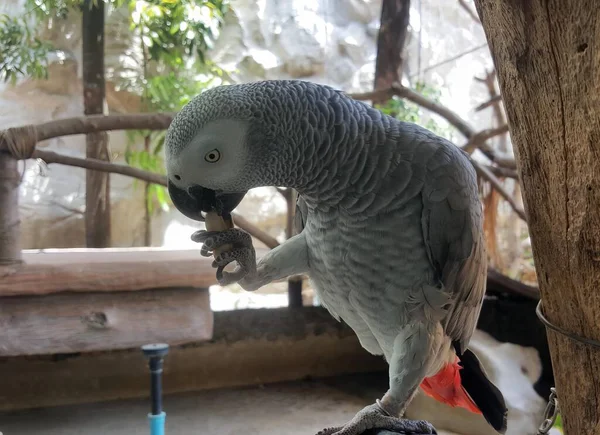 Uma Fotografia Papagaio Ramo Zoológico Papagaio Que Está Ramo Zoológico — Fotografia de Stock