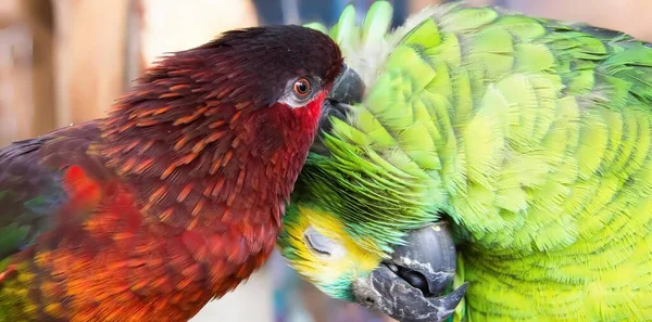 Fotografie Dvou Papoušků Kteří Dotýkají Svými Zobáky Vedle Sebe Stojí — Stock fotografie