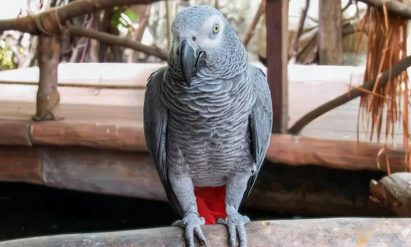 Eine Fotografie Eines Papageis Auf Einem Ast Zoo Ein Großer — Stockfoto