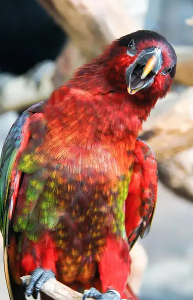 Una Fotografia Uccello Colorato Seduto Ramo Con Bocca Aperta — Foto Stock