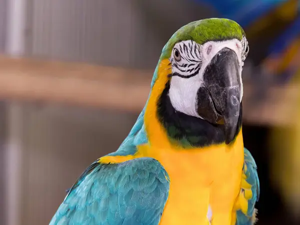 Фотографія Папуги Синьо Жовтим Обличчям Папуга Синьо Жовтим Пір Жовтим — стокове фото