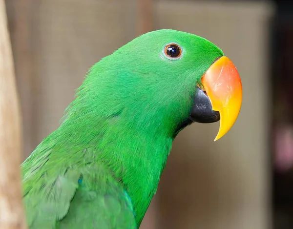 Fotografie Zeleného Papouška Žlutým Zobákem Stromě Sedí Zelený Papoušek Žlutým — Stock fotografie