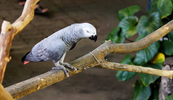 Uma Fotografia Papagaio Empoleirado Galho Zoológico Pássaro Que Está Sentado — Fotografia de Stock