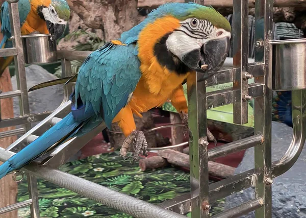 Фотографія Папуги Сидить Металевих Драбинах Зоопарку Папуга Який Сидить Металевих — стокове фото