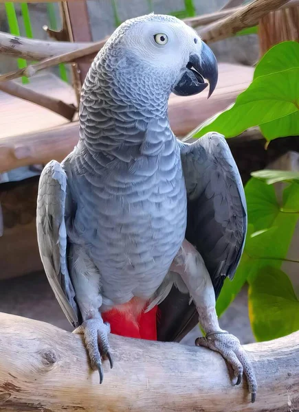 Fotografia Papugi Siedzącej Gałęzi Czerwonym Kubkiem Tam Siedzi Ptak Gałęzi — Zdjęcie stockowe