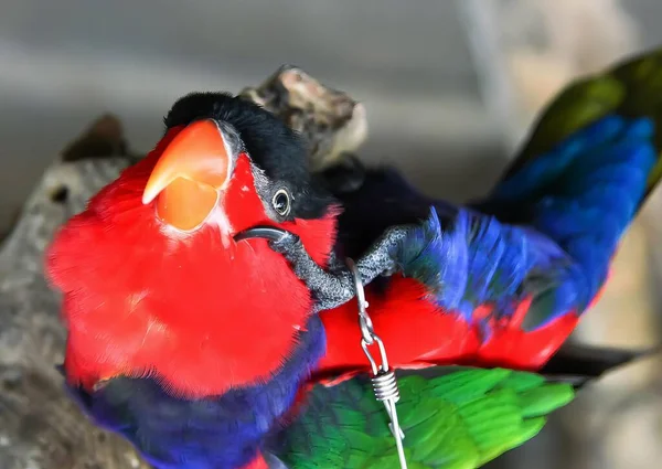 a photography of a colorful bird with a red beak and a black head, there is a red and blue bird with a black head and a red beak.