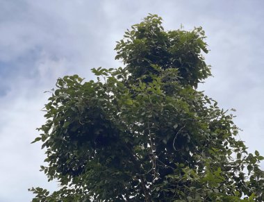 Gökyüzünde bir ağaç.