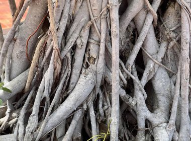 banyan Tree Roots.