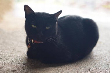 Yerde yatan siyah bir kedi..