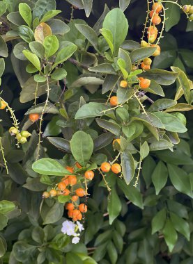 Turuncu meyveli ve yeşil yapraklı bir ağaç...