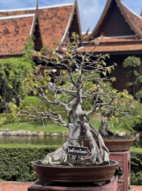 Tencerede bonsai ağacı.