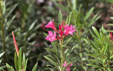 Bahçede bir çiçek.