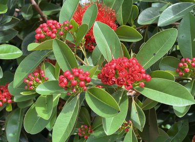 Ağacın kırmızı böğürtlenleri sık görülür...