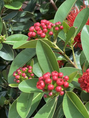 Ağaçtaki kırmızı meyveler.