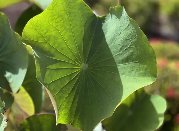 a large leaf with a large green leaf.