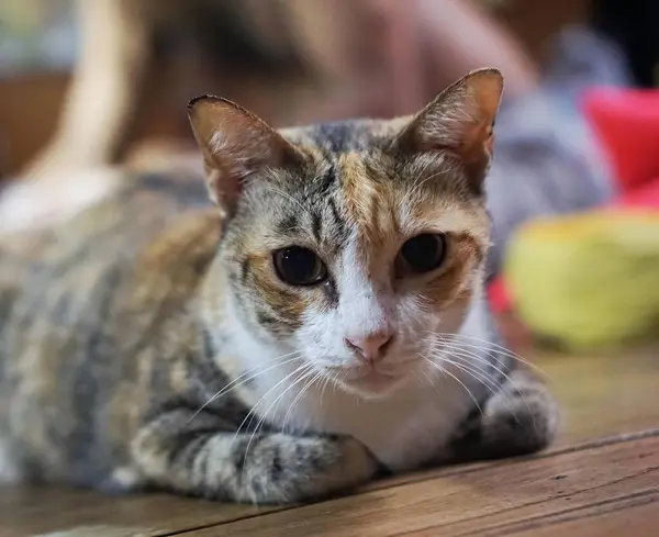Katt Som Ligger Ett Bord Och Tittar Kameran — Stockfoto