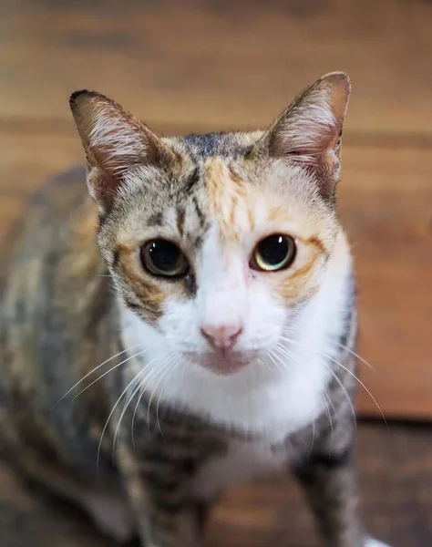 Kot Dużymi Oczami Patrzący Kamerę — Zdjęcie stockowe