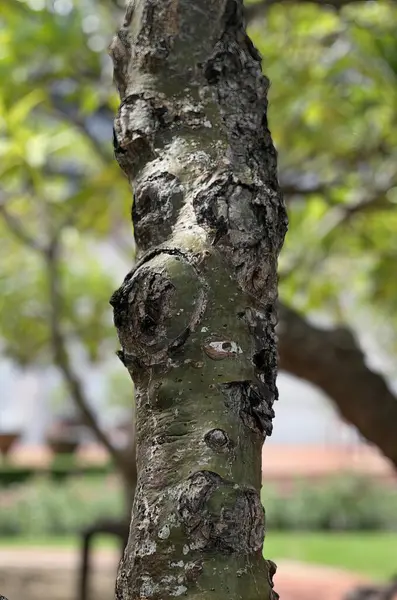 a tree with a broken bark.