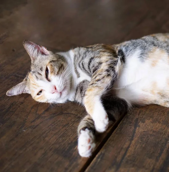 Eine Katze Schläft Auf Einem Holzboden — Stockfoto