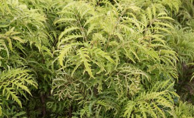 Bir ağacın yaprakları yeşil ve kahverengi..