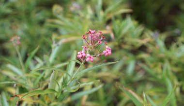 Vahşi doğada bir çiçek.